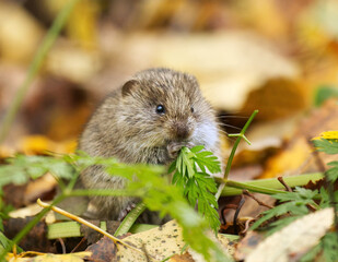 short-tailed field vole, short-tailed vole, or field vole (Microtus agrestis) sitting on the ground in autumn and feeding.