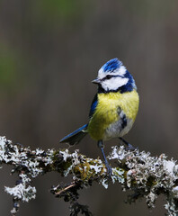 Eurasian blue tit (Cyanistes caeruleus) sitting on a branch in the garden in spring.	
