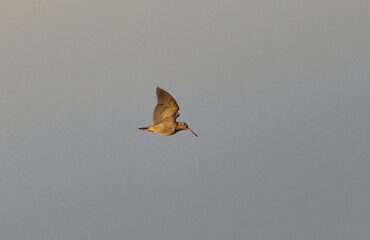 Eurasian woodcock (Scolopax rusticola) flying in the evening.