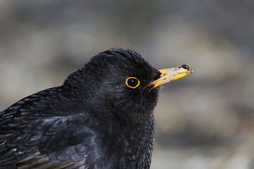 Eurasian blackbird or common blackbird (Turdus merula) male closeup looking for food in the garden in spring.	
