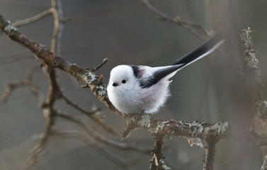 long-tailed tit (Aegithalos caudatus) sitting on a branch in spring.