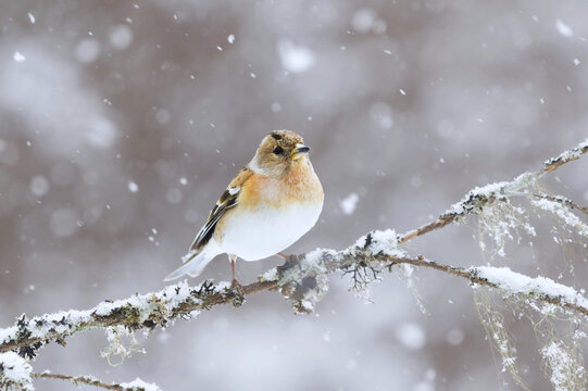 Brambling (Fringilla montifringilla) female in snowfall perched on a branch in early spring.	
