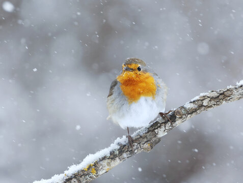 European robin (erithacus rubecula) in snowfall sitting on a branch in early spring.	
