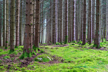 forest in the forest