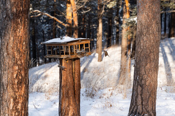 Wooden bird feeder in the park in winter. Behavior of birds at feeder with seeds. Birds at the feeder