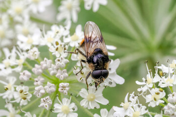 Bee on white flower in dolomites mountains in summer