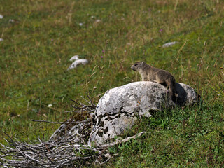 Newborn baby marmot in the Italian Dolomites, the essence of alpine wilderness wildlife