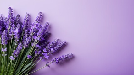 A lavender pastel purple aesthetic background paired with a subtle lavender floral background creates a harmonious blend of elegance and simplicity, ideal for both wallpapers and designs