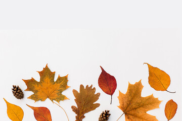 Autumn holiday frame composition with pattern made of leaf, punpkins, dried orange, pine cone on...