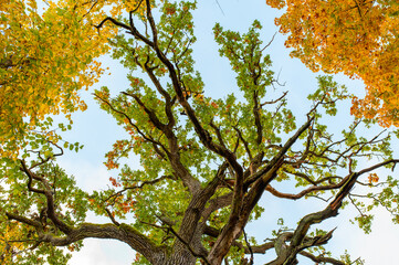 Yggdrasil Pagan Tree of LIfe. Religion. Druidism. Prayers tree. Rites tree. Autumn forest landscape. Gold color tree, red orange foliage in fall park. Nature change scene. Yellow wood in scenic.
