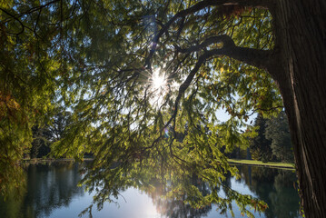 sunrise through the trees spring grove cemetery cincinnati