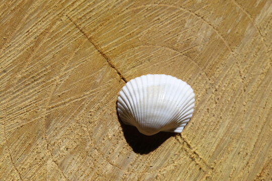 sea shell on the board