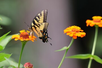 Close-up of a butterfly perched on vibrant flowers in a garden with blurry background