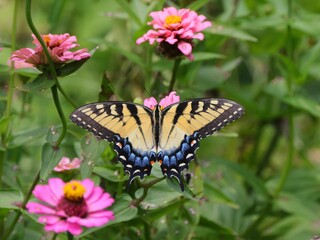 Vibrant butterfly hovering over bright flowers in a garden