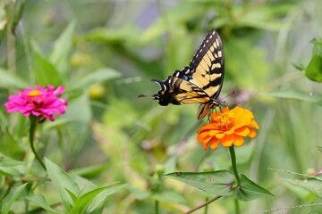 Close-up of a butterfly perched on vibrant flowers in a garden