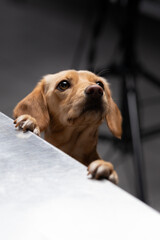 Curious dog looking eagerly sideways and perching on its front paws, peeking over the edge of table. Warm indoor atmosphere highlights playful expression and excitement of dog