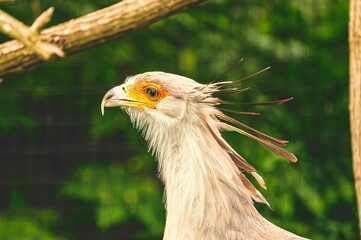Close-up of a secretary bird with a blurred natural background in a zoo.