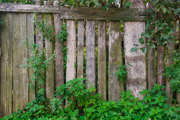 Naklejka premium Old wooden fence surrounded by lush ivy creates a rustic outdoor atmosphere