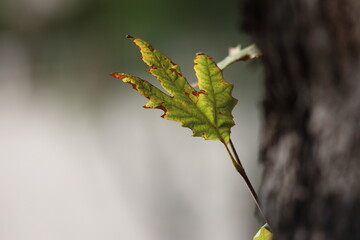 young green leaves of plane tree 