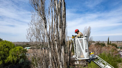 Firefighter with chainsaw pruning at heights.