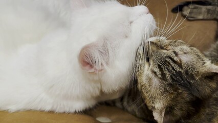 Beautiful domestic cats licking each other with tongues at home. Cute kittens taking care of a fur each other indoor. Family couple feline resting together. Concept of adorable animals. Close up
