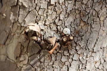 close up of bark texture of plane tree