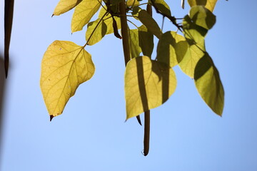 Obraz premium Catalpa bignonioides tree which is a short-lived species of Catalpa. 