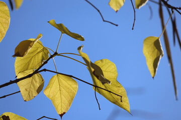 Catalpa bignonioides tree which is a short-lived species of Catalpa.	