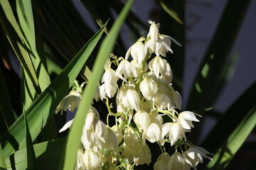 Obraz premium blooms of yucca gloriosa plant