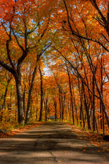 Naklejka premium Fall trees
