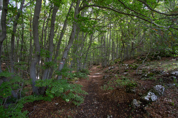 Bosco di Sant'antonio, Abruzzo