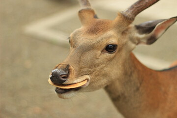 Deer with a cracker in its mouth, fed by a tourist, in Nara, Japan