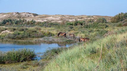 Wild horses at a small lake in a dune landscape © Claudia Evans 