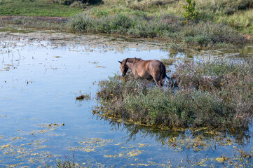 Wild horse at a small lake in a dune landscape