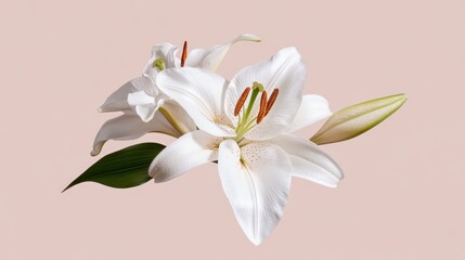 Fototapeta premium Elegant White Lily Flower on Soft Background