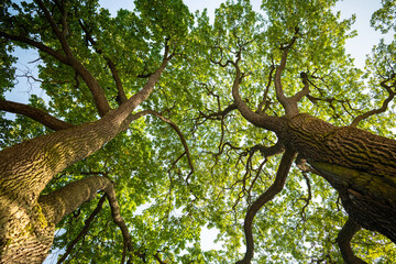 Large oak trees spread crown and branches in park. Tree canopy shields plant from wind, aids photosynthesis, shade, supports ecosystem, shelters wildlife, biodiversity, conserves soil moisture