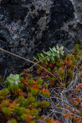 Rhodiola Rosea