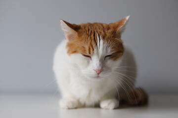 White and ginger cat sitting with eyes closed