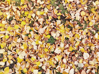 autumn leaves background