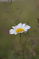 letnie kwiaty, summer flowers