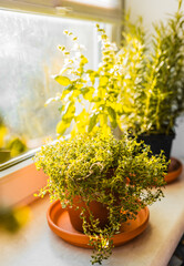 Fresh potted thyme plant on window sill indoors. Closeup of a kitchen herbs in pots.