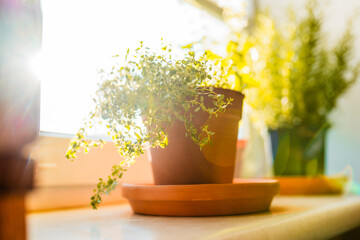 Fresh potted thyme plant on window sill indoors. Closeup of a kitchen herbs in pots.