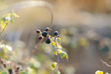 Wild Blackberries