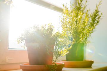 Fresh potted thyme plant on window sill indoors. Closeup of a kitchen herbs in pots.