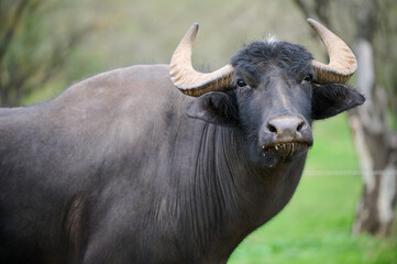 A large water buffalo on a grassy farm under the trees in the afternoon sunlight