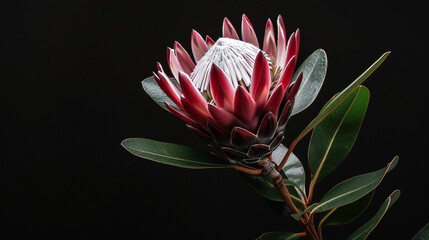 King Protea (Protea cynaroides) in a black background