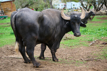 A large water buffalo on a grassy farm under the trees in the afternoon sunlight