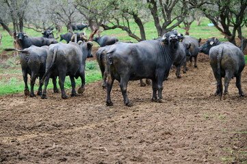 Group of water buffaloes standing in a muddy field, with two facing the camera, showcasing their horns and strong features in a natural, rural environment