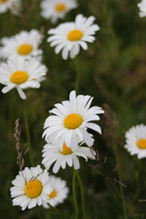 polne kwiaty, summer © Monika