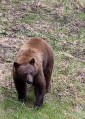 Fototapeta premium Black Bear in Springtime in Yellowstone National Park Wyoming